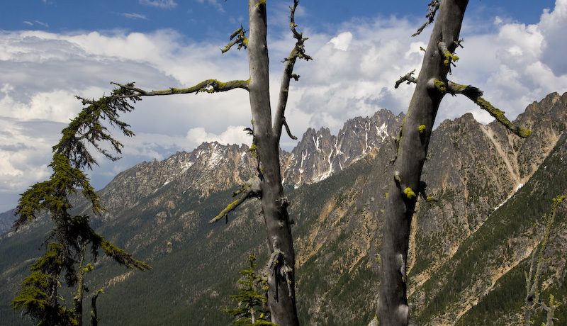 Tree And Silver Star Mountain